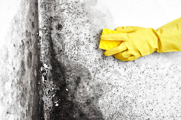 Best Emergency Mold Removal  in Sunbury, OH