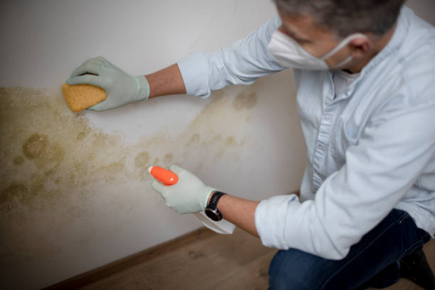 Best Mold Damage Repair  in Sunbury, OH