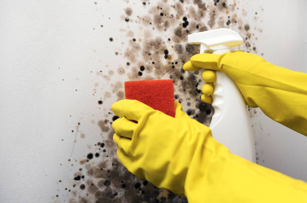 Best Residential Mold Removal  in Sunbury, OH