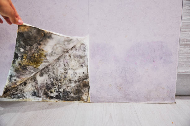 Best Professional Mold Removal  in Sunbury, OH